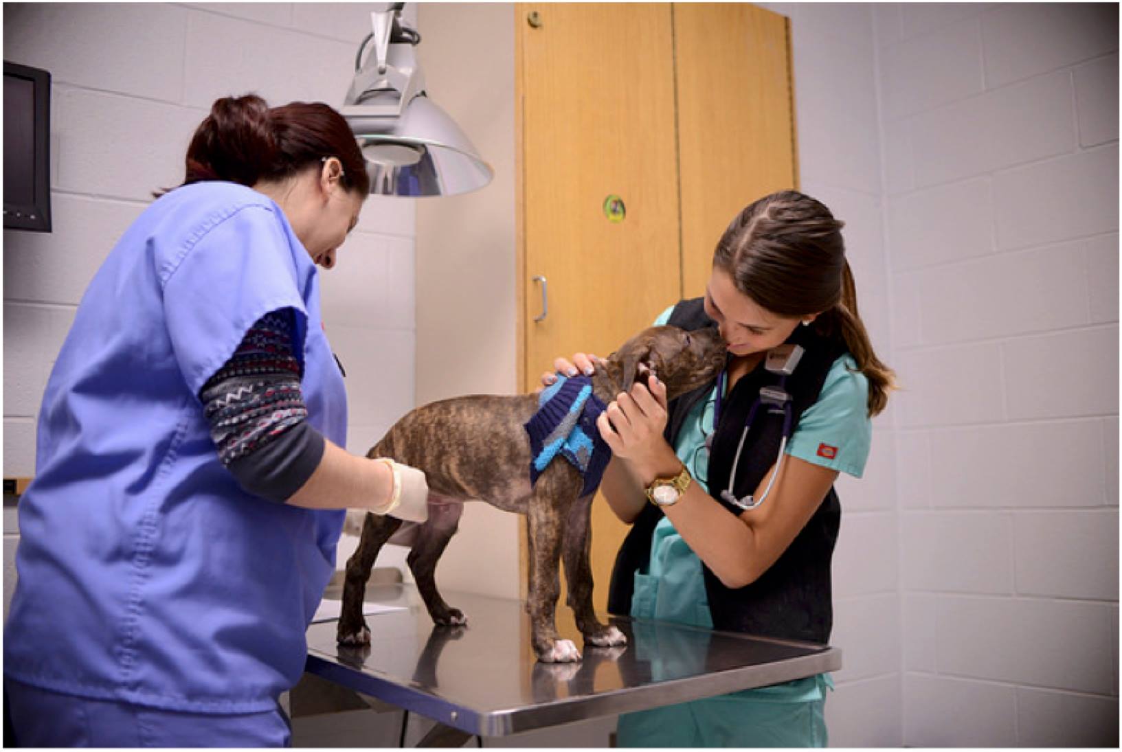 Two veterinary professionals examining a dog